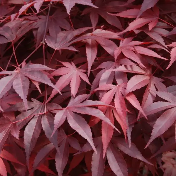 Acer Palmatum "Fire Glow"