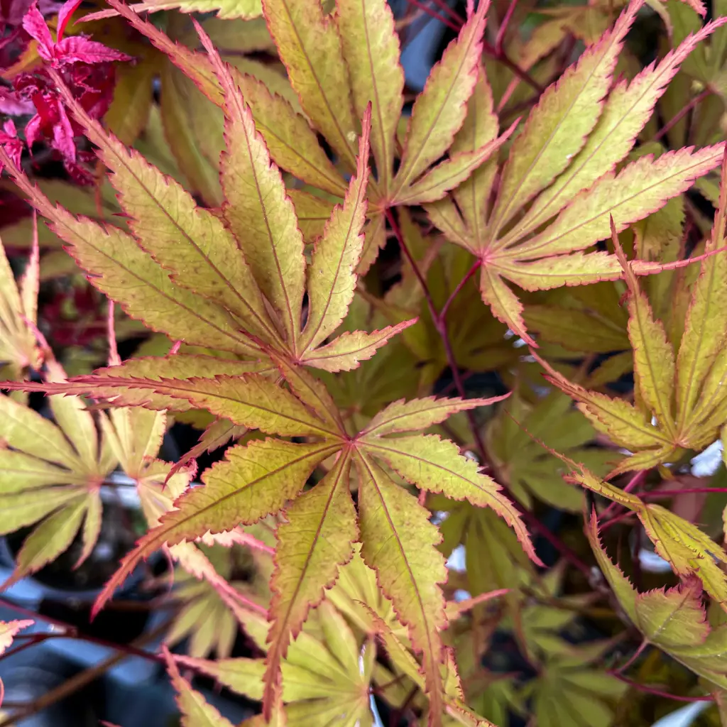 Acer Palmatum "Nicholsonii"