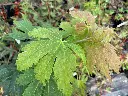 Acer Japonicum "Vitifolium"