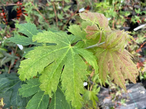 Acer Japonicum "Vitifolium"