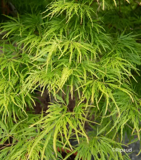 Acer Dissectum "Viridis"