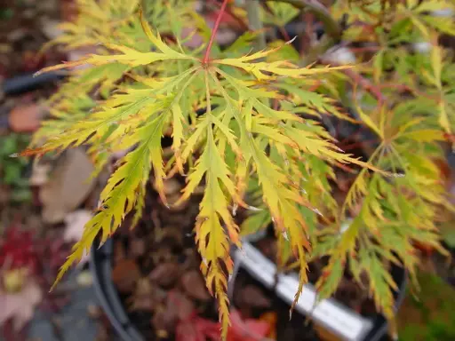 Acer Dissectum "Green Lace"