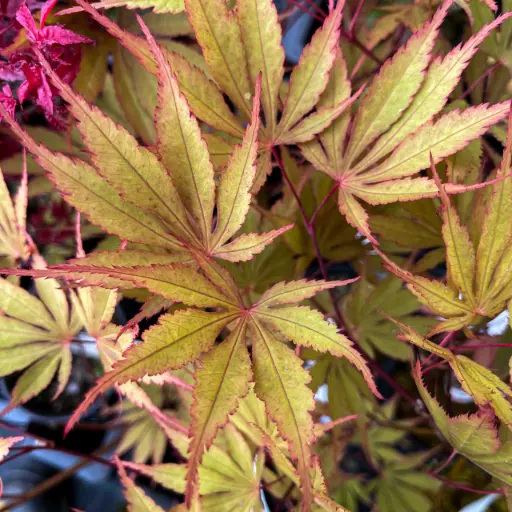 Acer Palmatum "Nicholsonii"